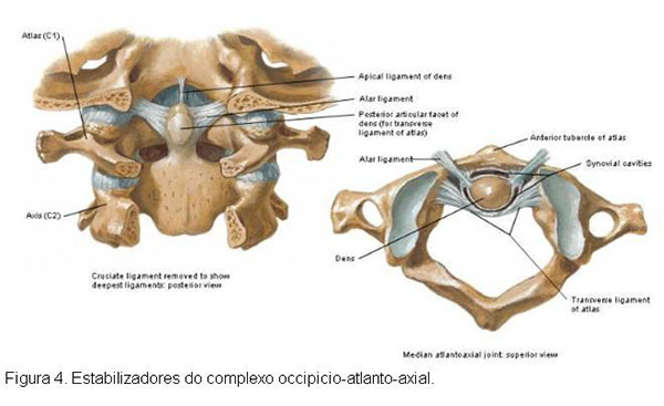 Fig. C1 -Organograma demonstrando a incidência dos diversos